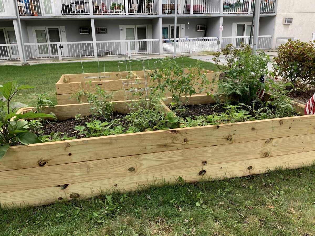 Image of raised garden bed with early garden growth.